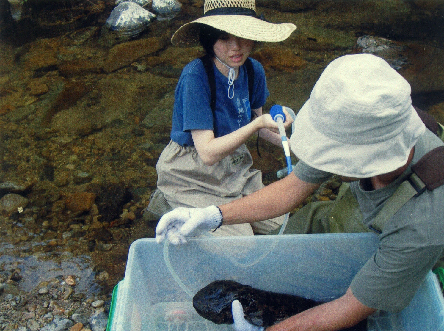 Stomach Flushing Andrias japonicus